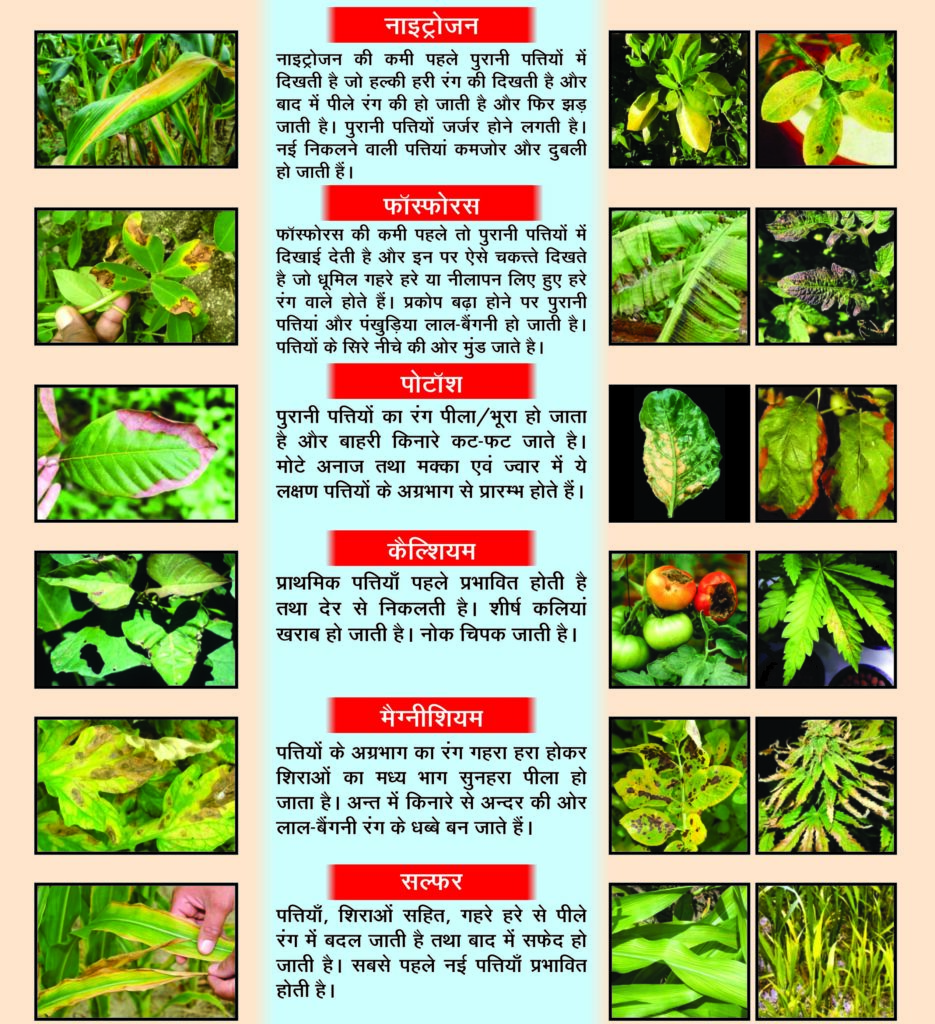 Nutrient Deficiency Chart Nandi Fertiliser 2004