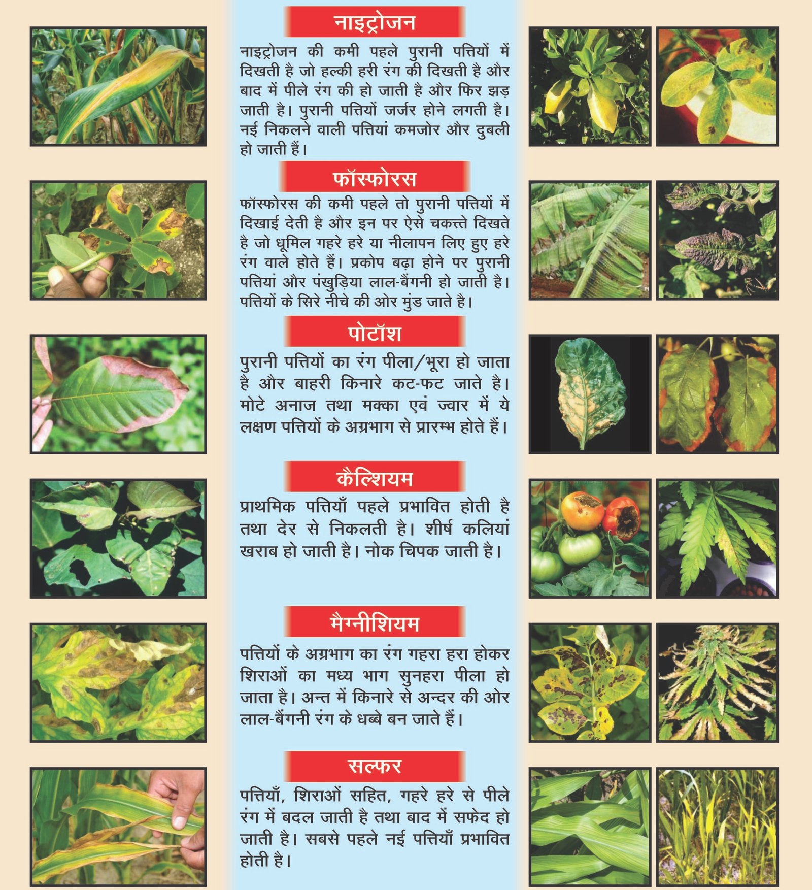 NUTRIENT DEFICIENCY CHART Nandi Fertiliser